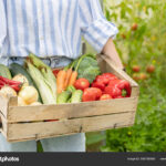 Le grand panier de légumes bio